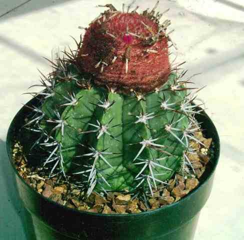 Melocactus_macrodiscus